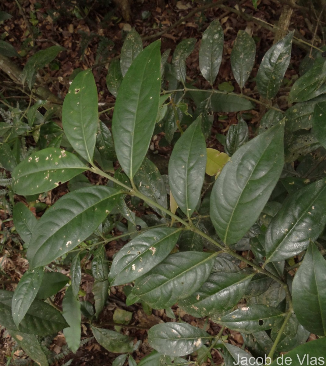 Lasianthus chrysocaulis Ridsdale